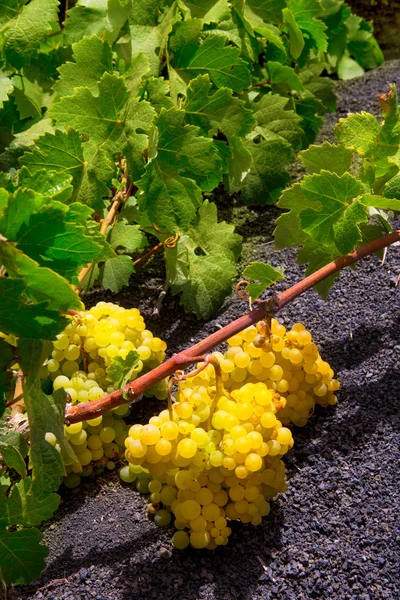 Lanzarote la geria vinice na černé vulkanické půdě — Stock fotografie
