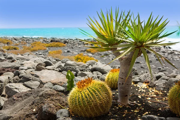 El golfo i lanzarote kaktus på atlantic shore — Stockfoto