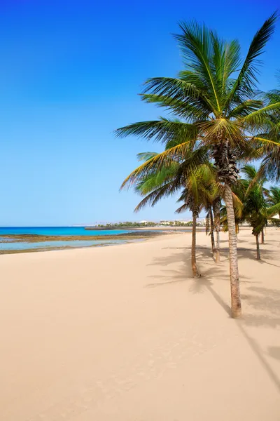 Arrecife lanzarote playa reducto beach palm ağaçlar — Stok fotoğraf