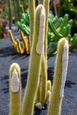 Lanzarote Guatiza kaktusz kert Micranthocereus Albicephalus