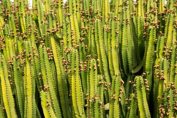 Cactus from Lanzarote pattern texture — Stock Photo, Image