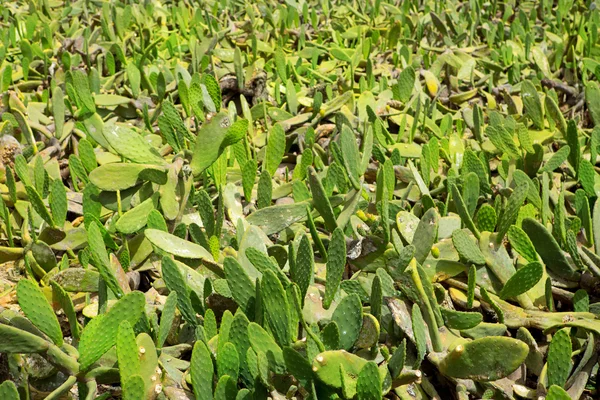 La Guatiza Nopal cactus chumbera garden field — Stockfoto