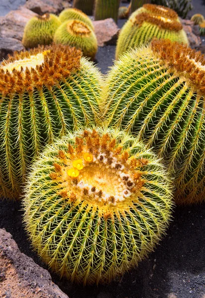 Lanzarote Guatiza kaktusz kert Echinocactus Macrocentra — Stock Fotó