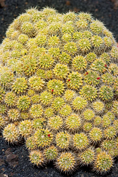 Lanzarote guatiza cactus tuin mammillaria compressa — Stockfoto