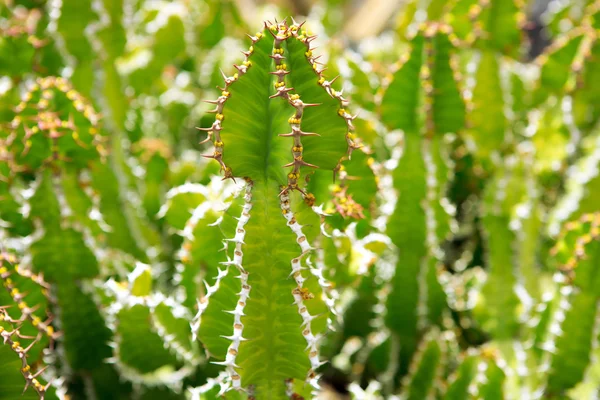 Lanzarote guatiza kaktüs Bahçe euporbia pseudocactus — Stok fotoğraf