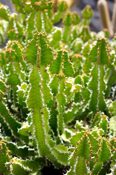 Сад кактусов Lanzarote Guatiza Euporbia Pseudocactus — стоковое фото