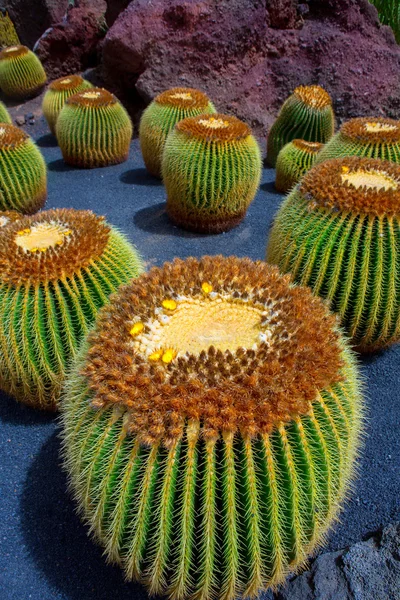Lanzarote guatiza kaktusowym ogrodzie echinocactus macrocentra — Zdjęcie stockowe