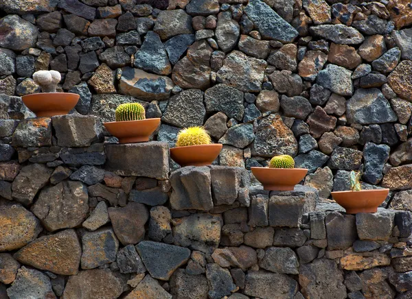 Lanzarote Guatiza cactus garden pots in a row — Stock Photo, Image