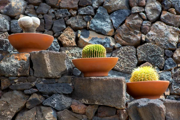 Lanzarote guatiza cactustuin potten in een rij — Stockfoto