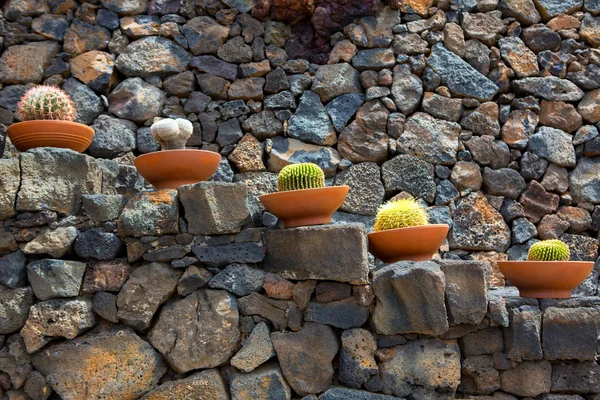 Ogród kaktusów guatiza Lanzarote doniczki z rzędu — Zdjęcie stockowe