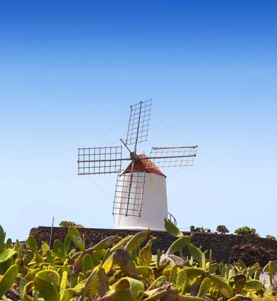 Lanzarote Guatiza cactus garden windmill — Stock Photo, Image