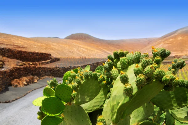 Cactus Nopal a Lanzarote Orzola con montagne — Foto Stock