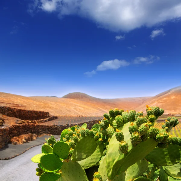 Cactus Nopal in Lanzarote Orzola with mountains — Stock Photo, Image