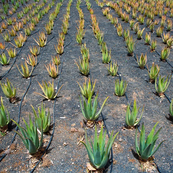 Aloe vera fält i lanzarote orzola på Kanarieöarna — Stockfoto