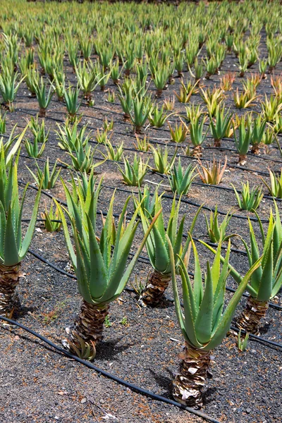 Campos Aloe Vera em Lanzarote Orzola em Canárias — Fotografia de Stock