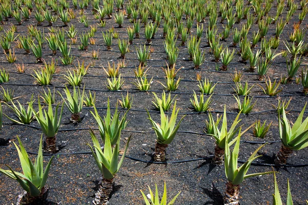 Aloë vera velden in lanzarote orzola op de Canarische eilanden — Stockfoto