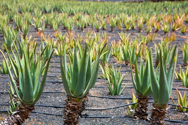 Aloë vera velden in lanzarote orzola op de Canarische eilanden — Stockfoto