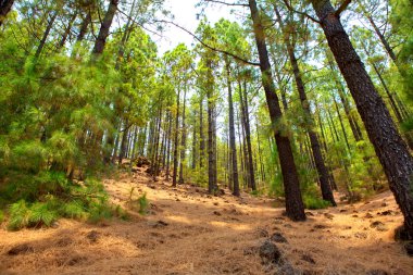 Corona tenerife teide Milli Park forestal