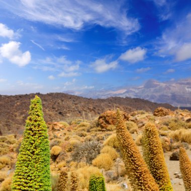 echium wildpretii kırmızı tanajiste rojo teide Tenerife