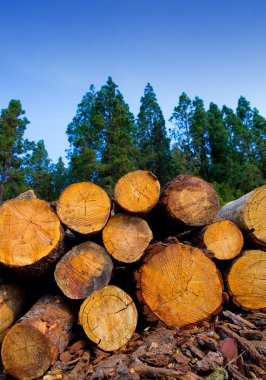 pine tree felled for timber industry in Tenerife clipart