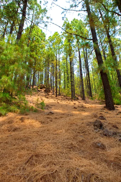 Corona Forestal no Parque Nacional Teide em Tenerife — Fotografia de Stock