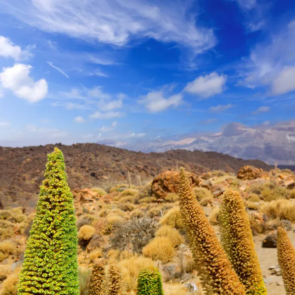 Echium wildpretii Red Tanajiste Rojo in Teide Tenerife — Stock Photo, Image