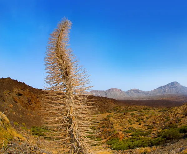 Echium wildpretii roter tanajiste rojo in teide teneriffa — Stockfoto