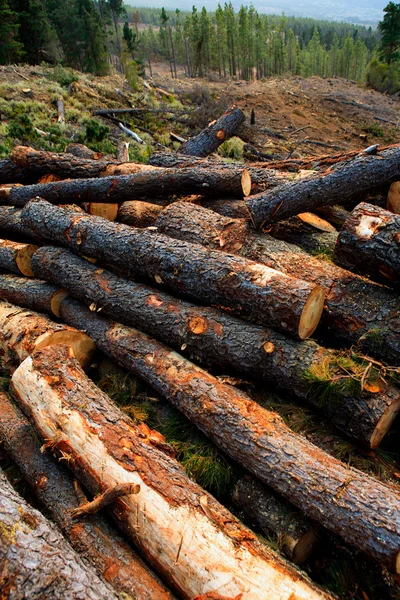 Pine tree felled for timber industry in Tenerife — Stock Photo, Image