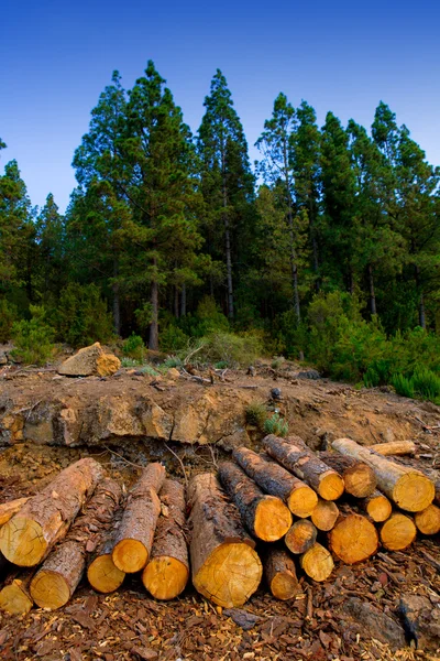 テネリフェ島での木材産業のため伐採の松の木 — ストック写真