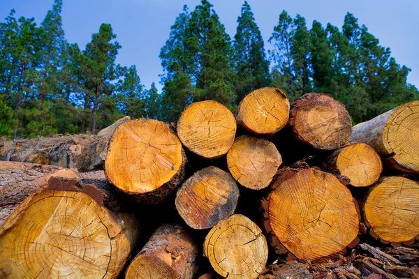 Pine tree felled for timber industry in Tenerife — Stock Photo, Image