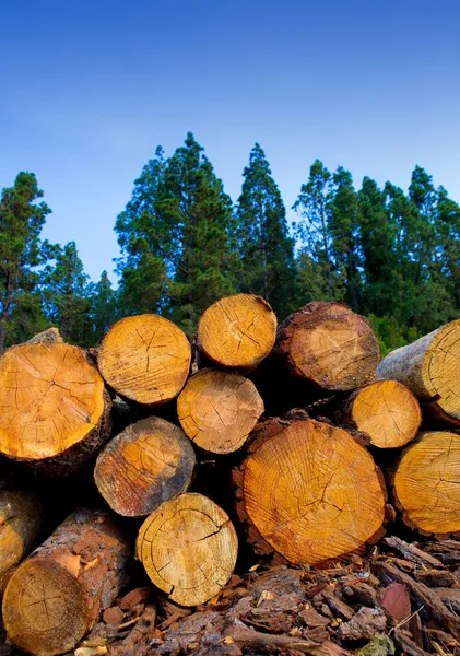 Pino abbattuto per l'industria del legno a Tenerife — Foto Stock