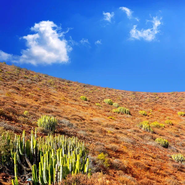 Arona kaktus horu v tenerife jih — Stock fotografie