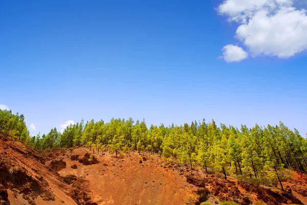 Corona Forestal in Teide National Park at Tenerife — Stock Photo, Image