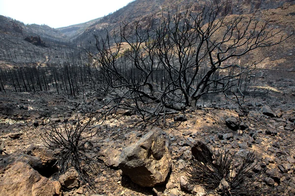 Cinzas negras de pinho de canário após incêndio florestal em Teide — Fotografia de Stock