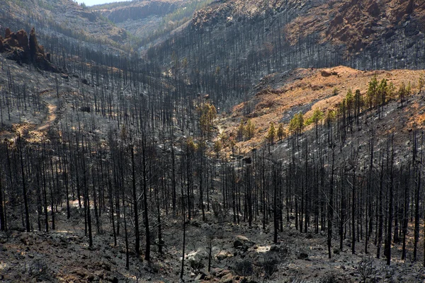 Cenizas negras de pino canario después del incendio forestal en el Teide —  Fotos de Stock