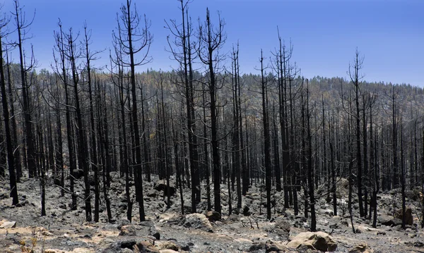 Black ashes of canary pine after forest fire at Teide — Stock Photo, Image