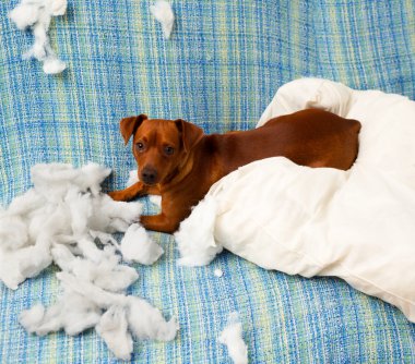 ısırma yastığı sonra yaramaz oynak yavru köpek