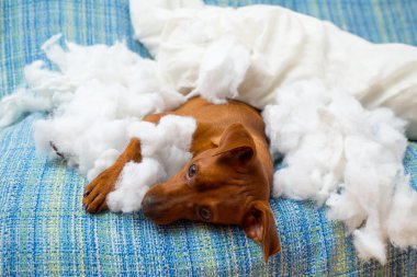 ısırma yastığı sonra yaramaz oynak yavru köpek