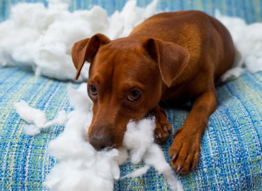 ısırma yastığı sonra yaramaz oynak yavru köpek
