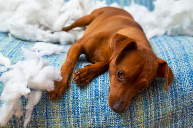 ısırma yastığı sonra yaramaz oynak yavru köpek