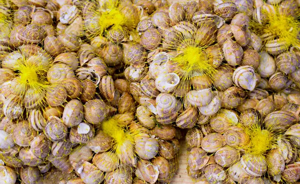Mediterranean snails in yellow nets — Stock Photo, Image
