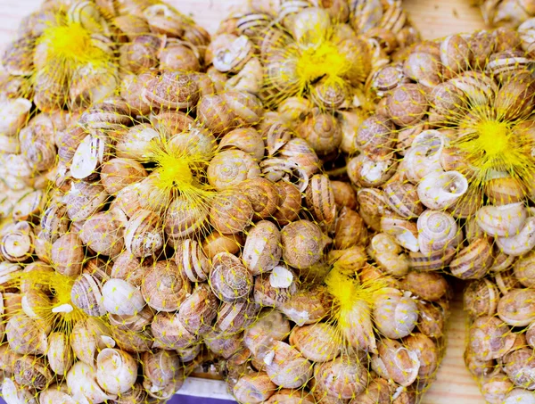 Siput Mediterania dalam jaring kuning — Stok Foto