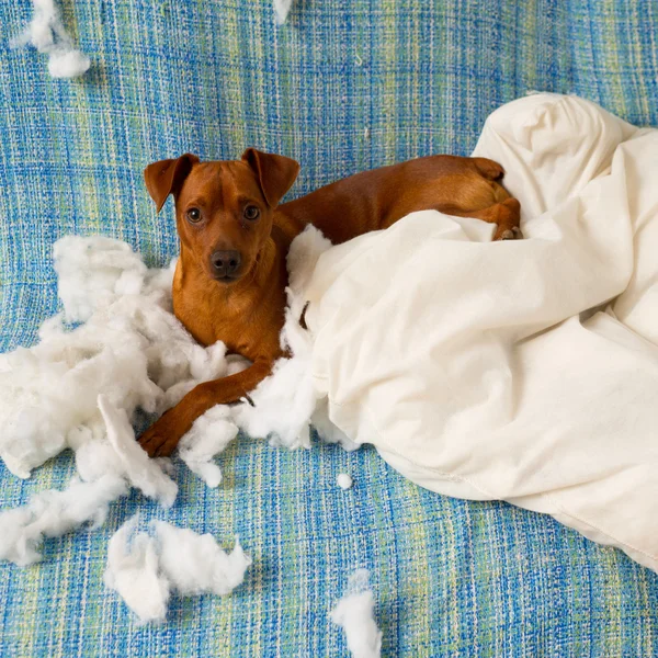 Vilain chiot ludique chien après avoir mordu un oreiller — Photo