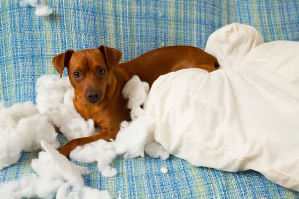 Άτακτος παιχνιδιάρικο κουτάβι σκυλί μετά δάγκωμα ένα μαξιλάρι — Φωτογραφία Αρχείου
