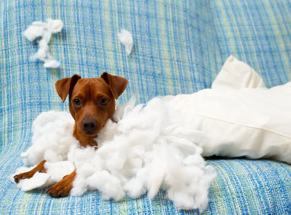 Vilain chiot ludique chien après avoir mordu un oreiller — Photo