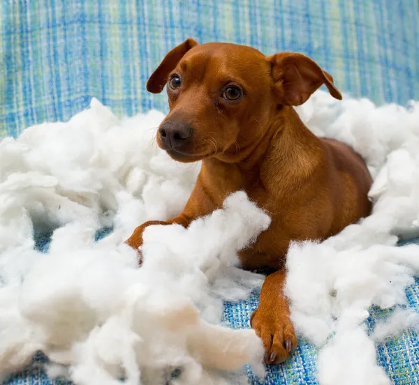 Vilain chiot ludique chien après avoir mordu un oreiller — Photo
