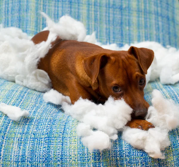 Ondeugende speelse puppy hondje na bijten een kussen — Stockfoto