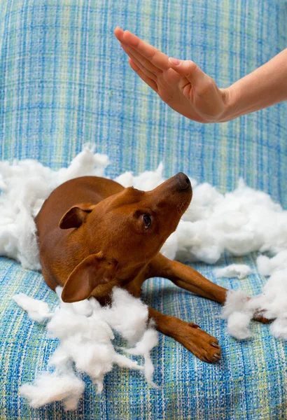 Cachorro safado cão punido após morder um travesseiro — Fotografia de Stock