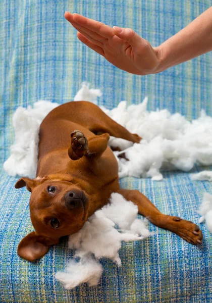 Perro travieso cachorro castigado después de morder una almohada — Foto de Stock