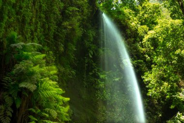 Los Tilos waterfall Laurisilva in La Palma laurel forest clipart